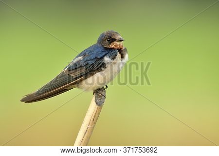 Hirundo Rustic Or Pacific Swift Small Fat Bird Perching On Thin Bamboo Twig Over Green Rice Farm, Ba