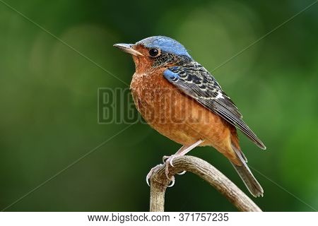 Male Of  White-throated Rock Thrush (monticola Gularis) Calmly Perching On Thin Wooden Stick Over Bo