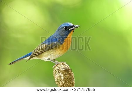 Male Of Chinese Blue Flycatcher (cyornis Glaucicomans) Beautiful Natural Blue And Orange Bird Has Be