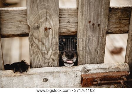 Muzzle Of A Black Dog Close Up Behind Bars In A Shelter