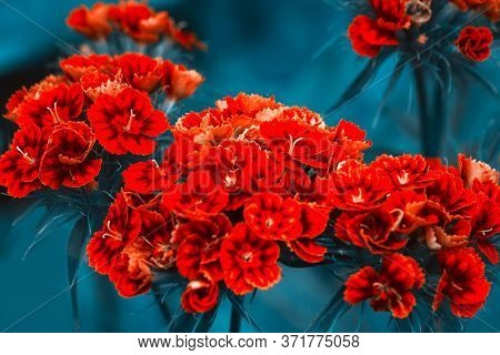 Mystic Magic Carnation Flower. Close Up Blooming Carnation Glory Pink Flower Dianthus Caryophyllus, 