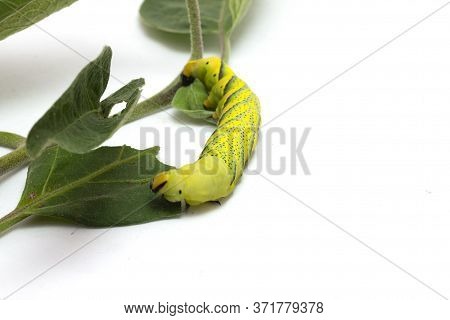 Green Caterpillar Of The Butterfly Moth With Green Leaves White Background