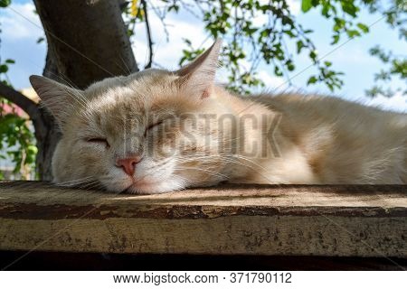 a sly village cat sleeps in the shade of an apple tree
