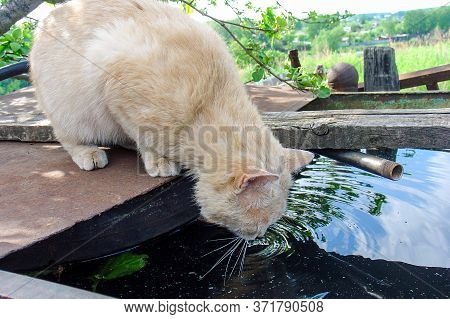 a sly village cat drinks rainwater from a barrel