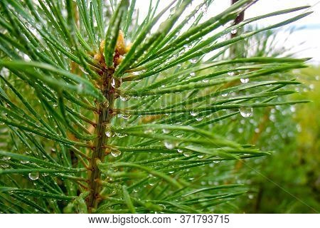 raindrops on pine needles in the forest