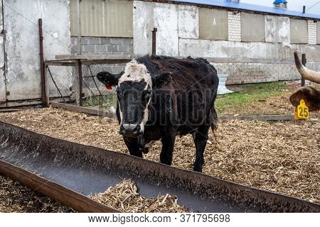 Cows On The Farm In A Stall. Meat Breed Of Bulls And Cows At The Cattle Factory