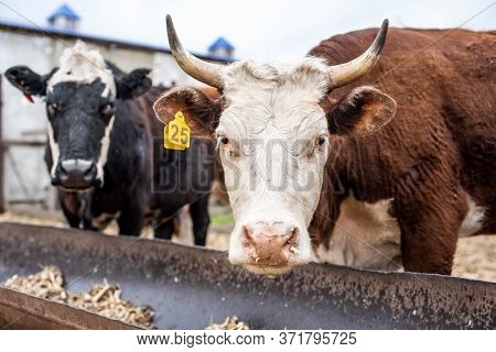 Cows On The Farm In A Stall. Meat Breed Of Bulls And Cows At The Cattle Factory