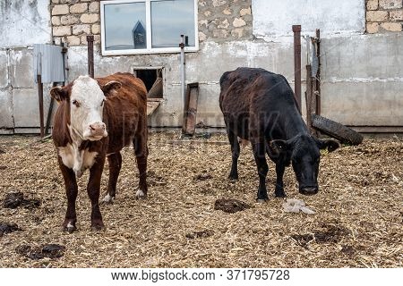 Cows On The Farm In A Stall. Meat Breed Of Bulls And Cows At The Cattle Factory