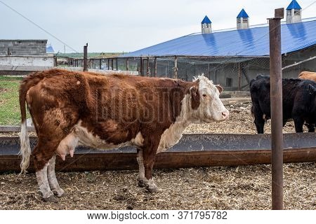 Cows On The Farm In A Stall. Meat Breed Of Bulls And Cows At The Cattle Factory