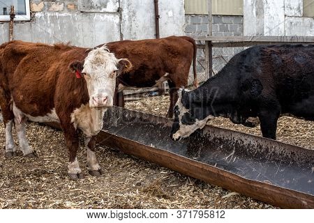 Cows On The Farm In A Stall. Meat Breed Of Bulls And Cows At The Cattle Factory