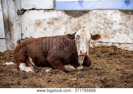 Cows On The Farm In A Stall. Meat Breed Of Bulls And Cows At The Cattle Factory