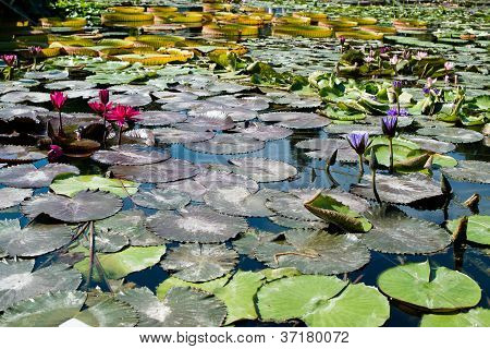 Gorgeous water lilies