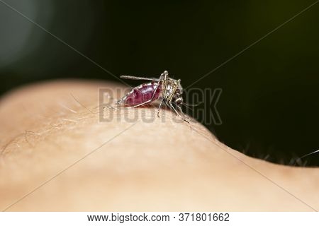 Mosquito Full Of Blood Macro Closeup Sucking