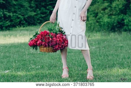 A Girl In A White Dress Stands In Green Grass In Sandals And Holds A Basket With Red Peonies