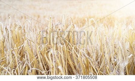 Ripened Wheat Field Background Closeup. Season Hervesting Concept.