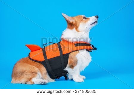 Portrait Of A Cute Welsh Corgi Pembroke Wearing Orange Life Jacket, On Blue Background. Baywatch Dog