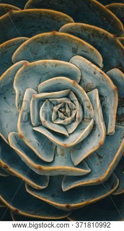 Macro Of The Succulent. Meaty Juicy Green Succulent Petals. Succulents Or Cactus In A Garden