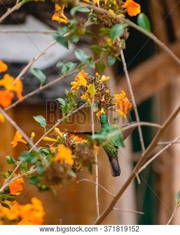 Green Hermit, Hovering Next To Orange Flower, Bird From Mountain Tropical Forest, Costa Rica, Beauti