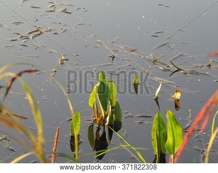 Marsh, Swampy Water That Reflects The Sky, Bog, Grass