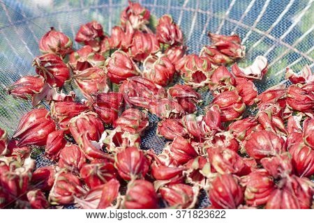Vinuela Or Cabitutu Is Exposed To The Sun To Dry For Processing Into Drink And Is Thai Herbal With P