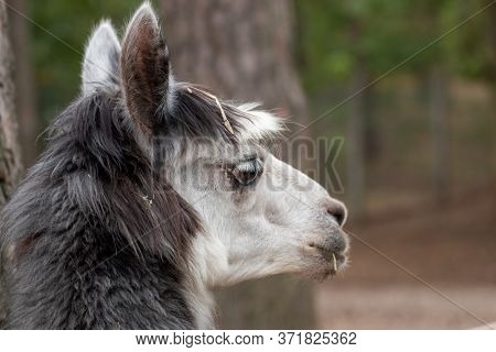 Close Up Of A Single Alpaca In An Animal Park In Germany