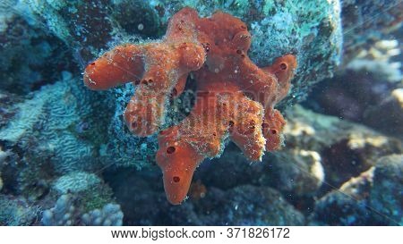 red sea reef under water egypt sea good holiday animals sea under water coral reef staya place marsa alam turtle underwater eats so good
