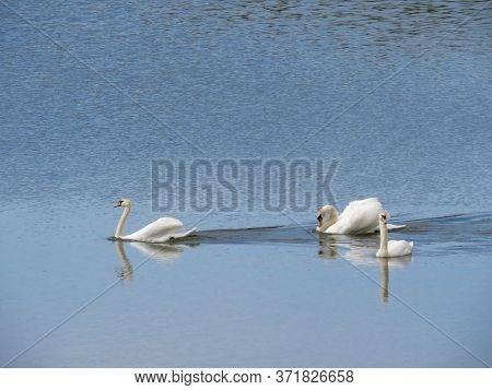 Pair Of White Swans On The Lake