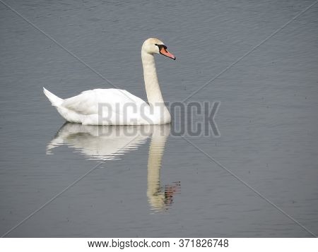 Pair Of White Swans On The Lake