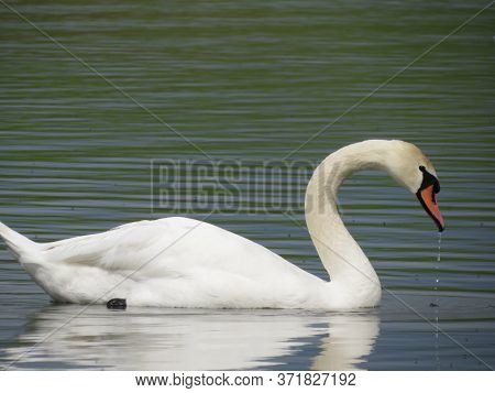Beautiful White Swans Swim On The Lake