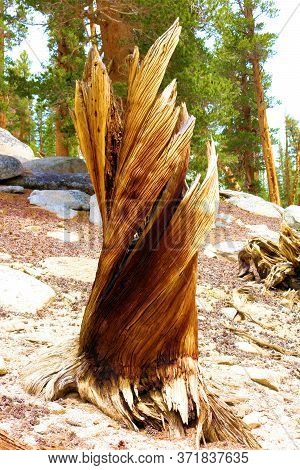 Remnants Of A Lodgepole Pine Tree Where All That Is Left Is A Tree Stump With Twisted Wood Taken At 