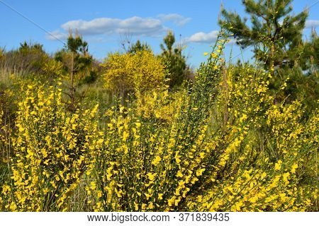 Cytisus Scoparius, Common Broom Or Scotch Broom Yellow Flowers Closeup Selective Focus.