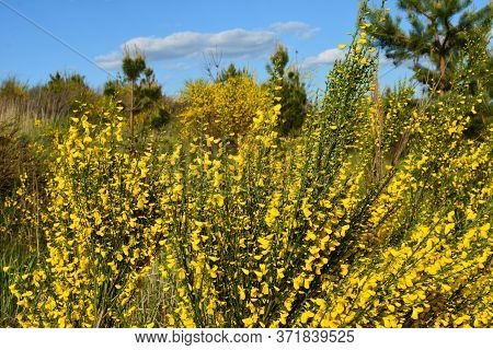 Cytisus Scoparius, Common Broom Or Scotch Broom Yellow Flowers Closeup Selective Focus.