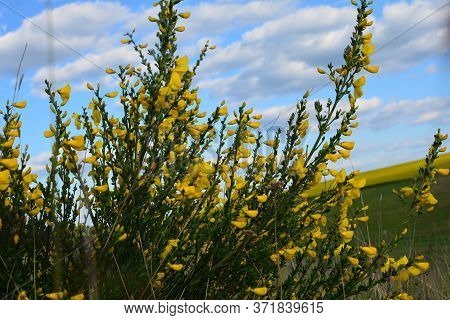Cytisus Scoparius, Common Broom Or Scotch Broom Yellow Flowers Closeup Selective Focus.