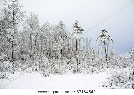 bois de neige à jour terne