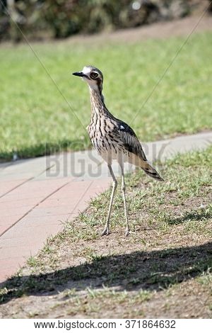 The Bush Stone Curlew Is A Tall Bird, That Stays Still When In Danger