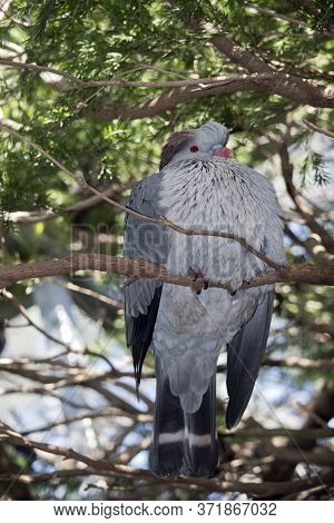 The Topknot Pigeon Is A Grey Bird, With A Pink Beak