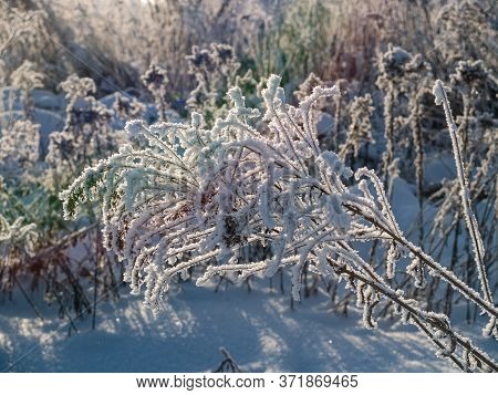 Snow Covered Plant In Winter Sun With Optical Rainbow