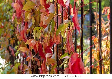 Fence With Red, Green, And Yellow Colored Clematis Leafs