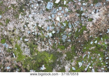 Background Texture: The Surface Of Old Concrete Slab Covered With Moss Or Algae