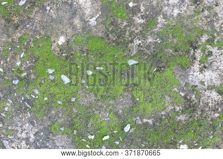 Background Texture: The Surface Of Old Concrete Slab Covered With Moss Or Algae