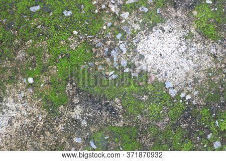 Background Texture: The Surface Of Old Concrete Slab Covered With Moss Or Algae