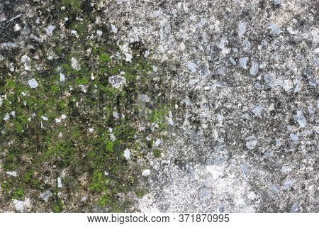 Background Texture: The Surface Of Old Concrete Slab Covered With Moss Or Algae