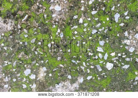 Background Texture: The Surface Of Old Concrete Slab Covered With Moss Or Algae