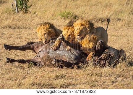 Four Male Lions Feeding On Buffalo Carcase
