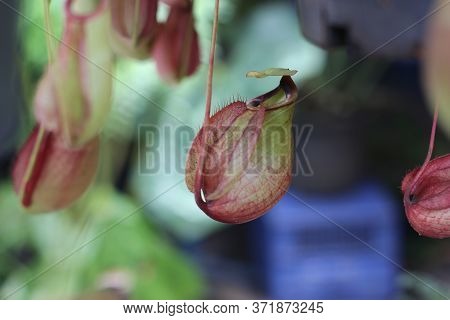 Nepenthes Tree, Tropical Pitcher Plants Growth In Nature