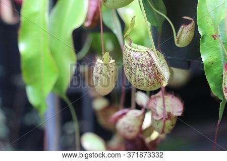 Nepenthes Tree, Tropical Pitcher Plants Growth In Nature