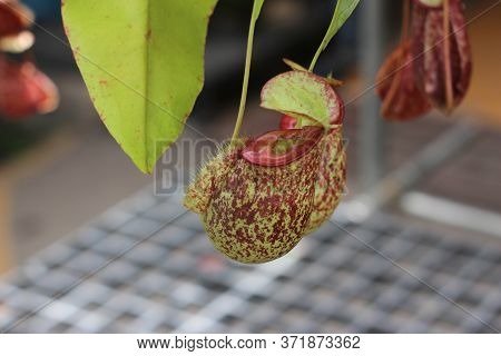 Nepenthes Tree, Tropical Pitcher Plants Growth In Nature
