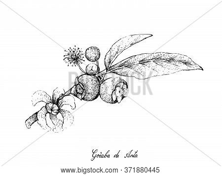 Tropical Fruits, Illustration Of Hand Drawn Sketch Goiaba De Anta, Mess Apple Or Bellucia Grossulari