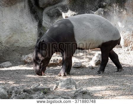 Closeup Malayan Tapir Is Sticking Out Tongue