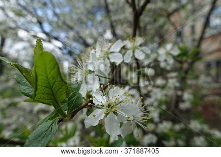 Close View Of White Flowers Of Sour Cherry Tree In April